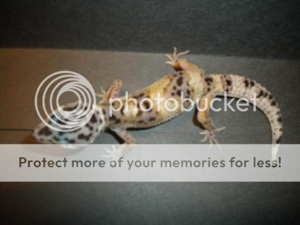 geckoandezra007-2.jpg