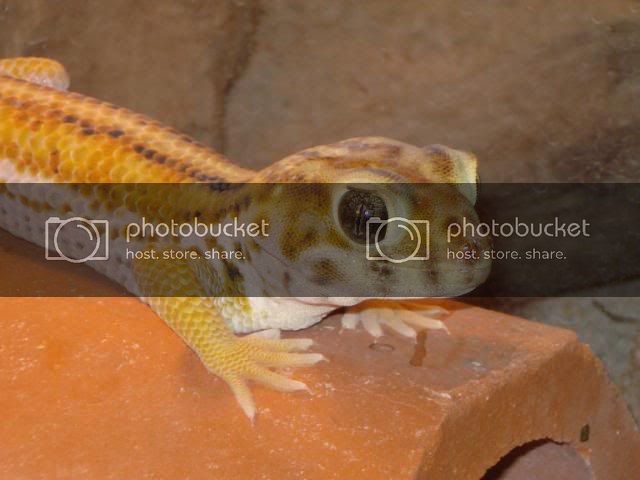 geckoniaenparoedura122.jpg