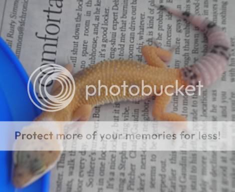 geckonew004.jpg