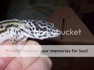 geckos2035.jpg