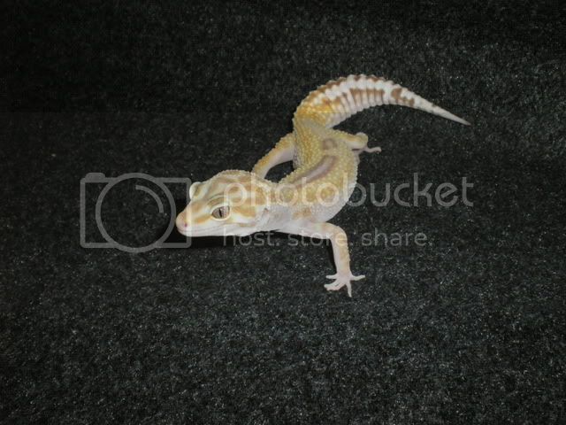 fondogeckos004.jpg