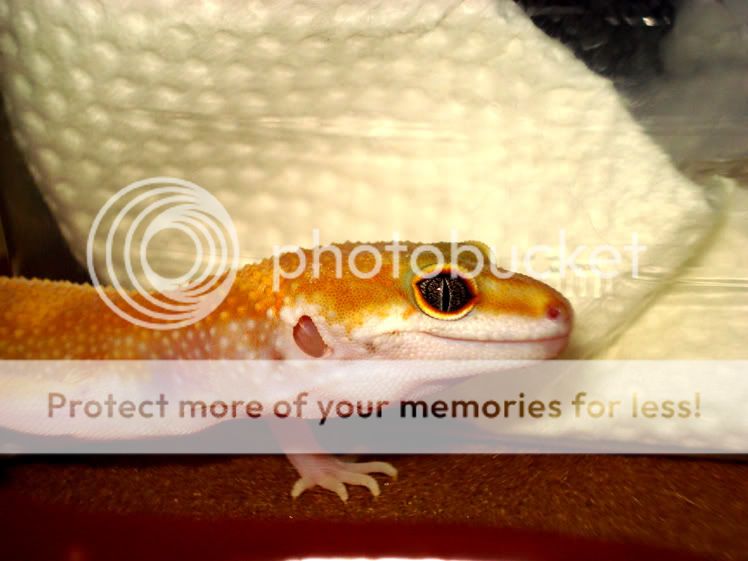 Mandarin-Closeup.jpg