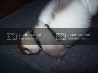 thumper019.jpg
