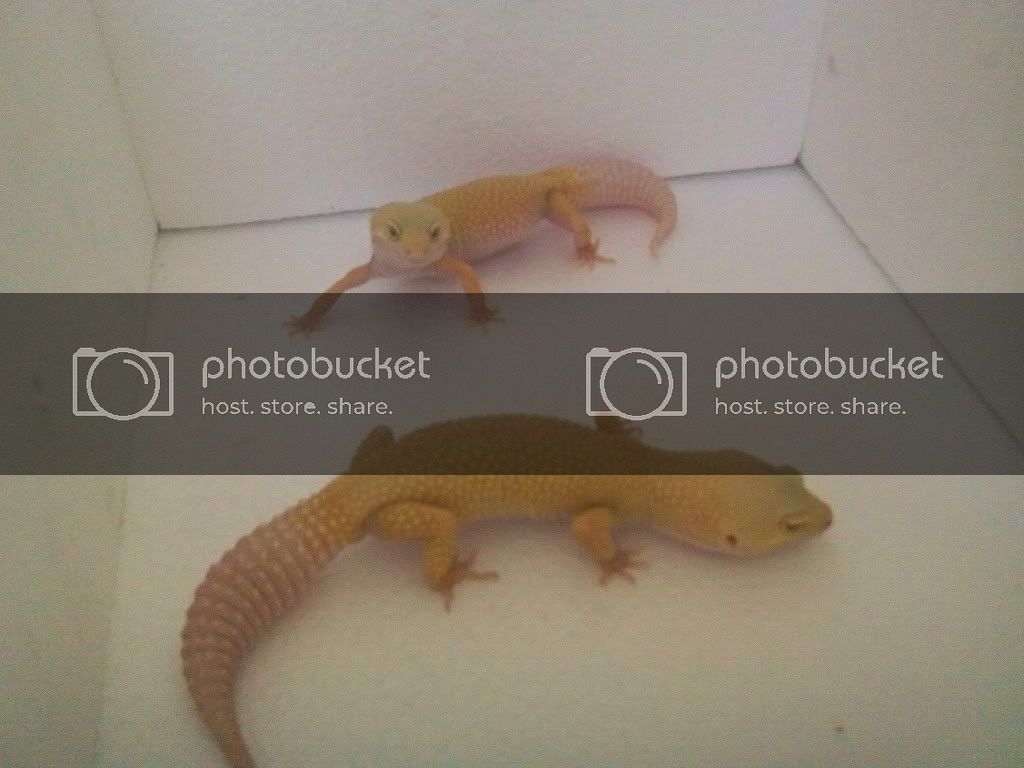 leopard5gecko.jpg