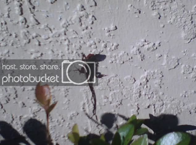 anole.jpg