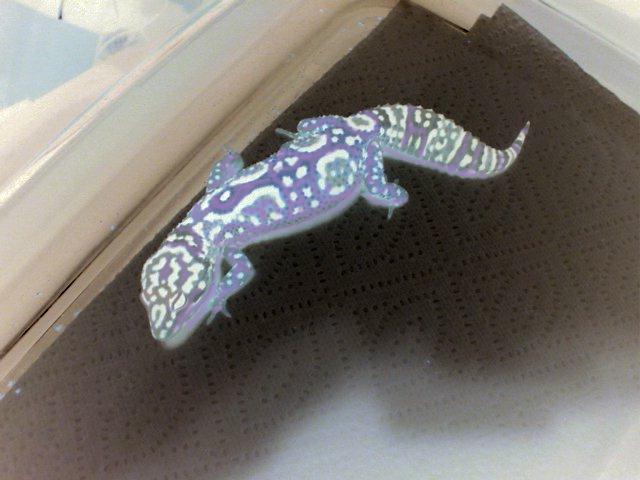 geckonogecko.jpg