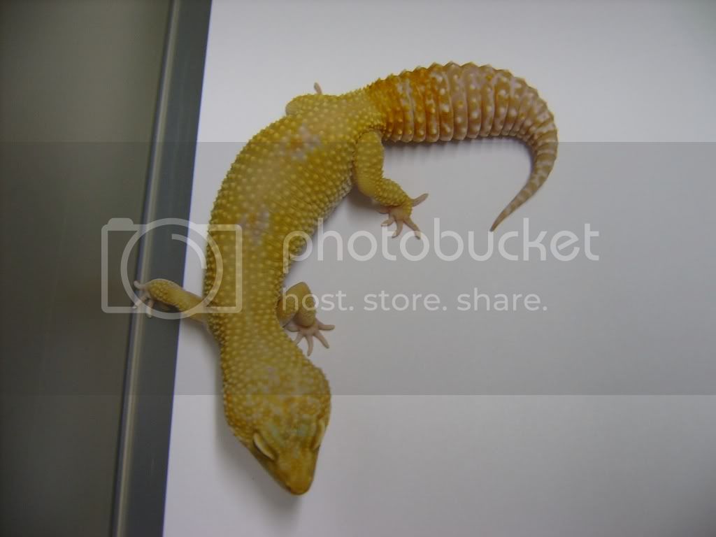 Trempersunglowbreeder.jpg