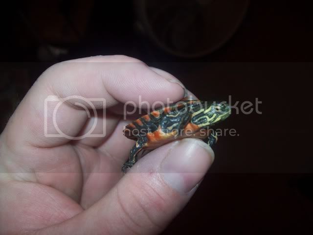 paintedturtle013.jpg