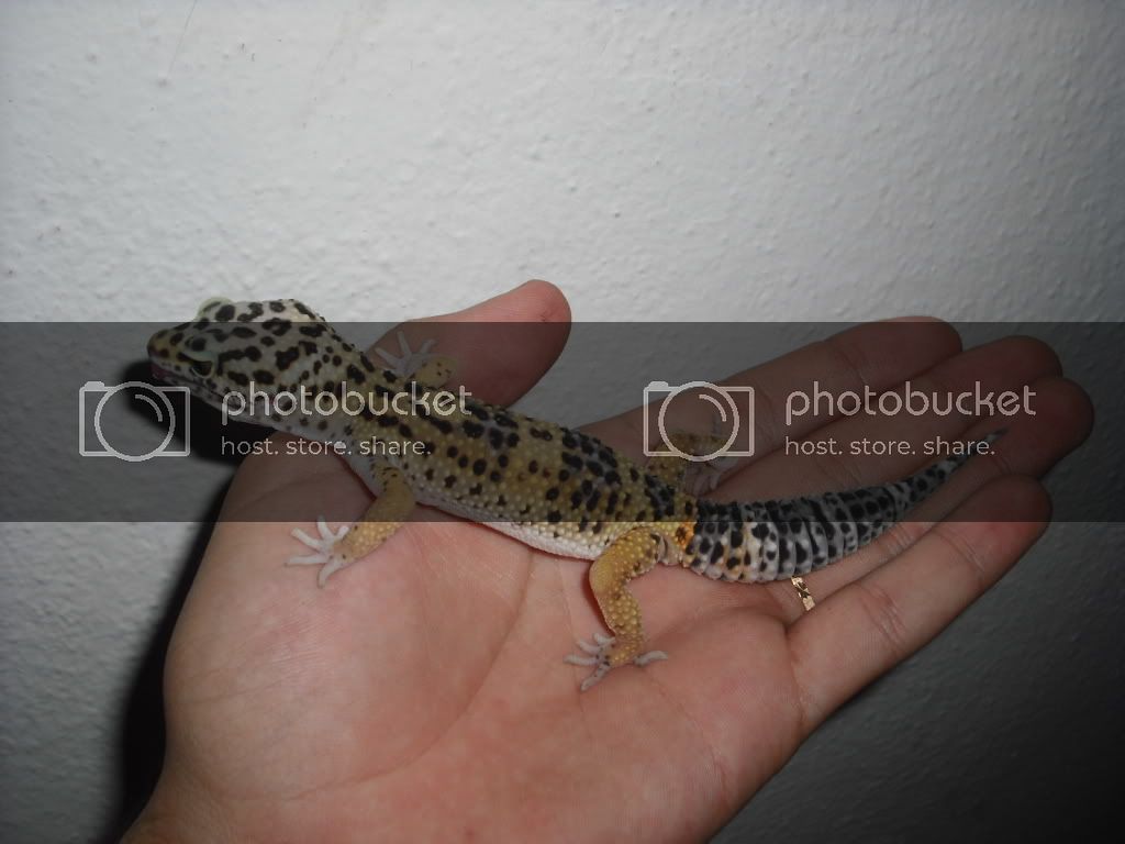 varias027.jpg