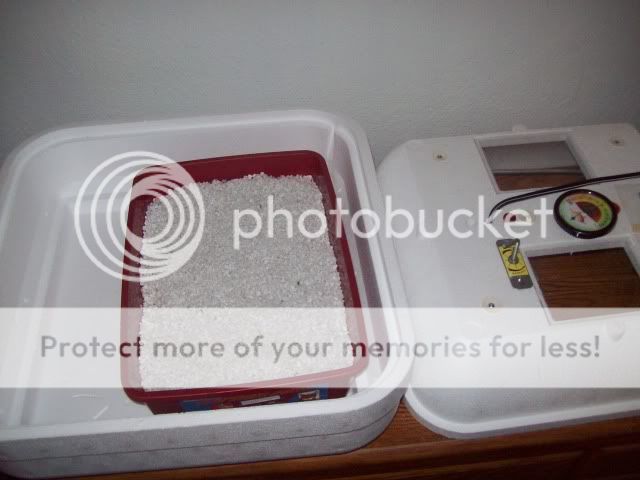 Eggs027.jpg