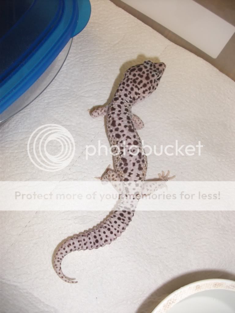 geckos036.jpg