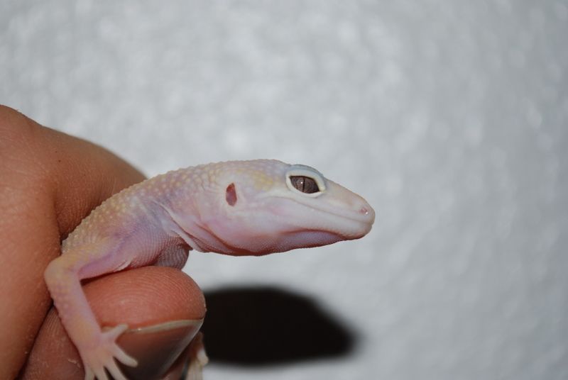 geckos062ad2.jpg