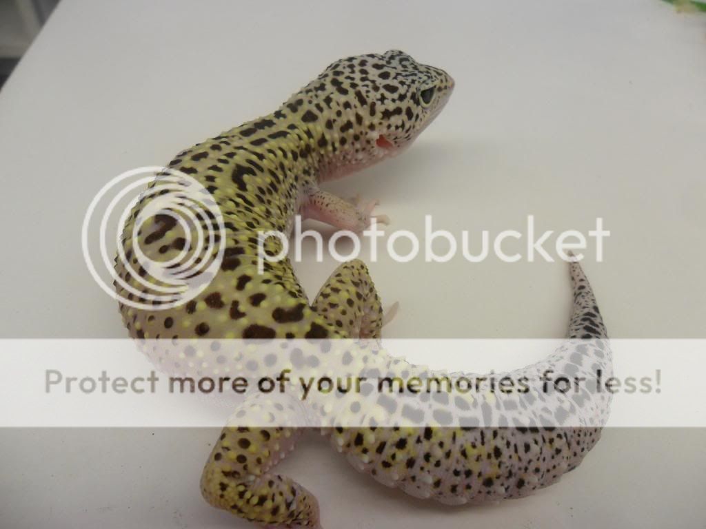SAM_0004_zps2373a4fd.jpg