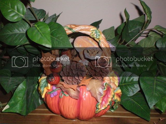 100_0007-1.jpg