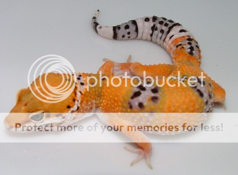 GeckoSales07127.jpg