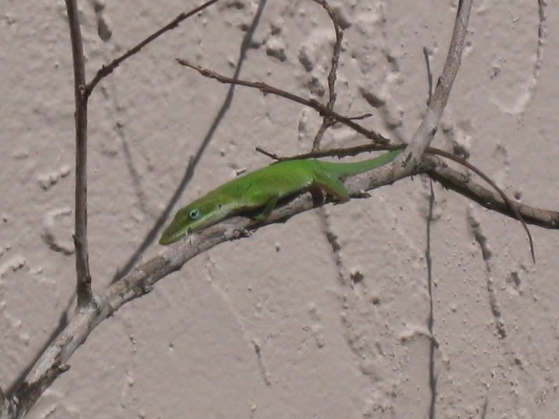 IMG_4377.jpg