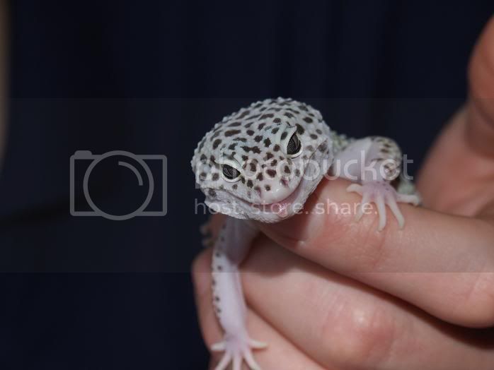 twiggy3.jpg