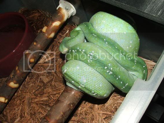 gtp.jpg