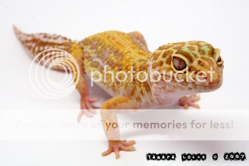 albinostripe.jpg
