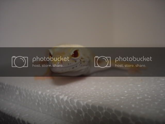DSC04516.jpg