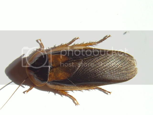 SNV38870.jpg