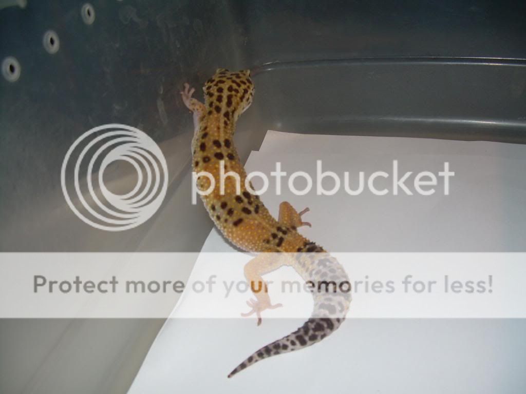 leopardgeckos006.jpg