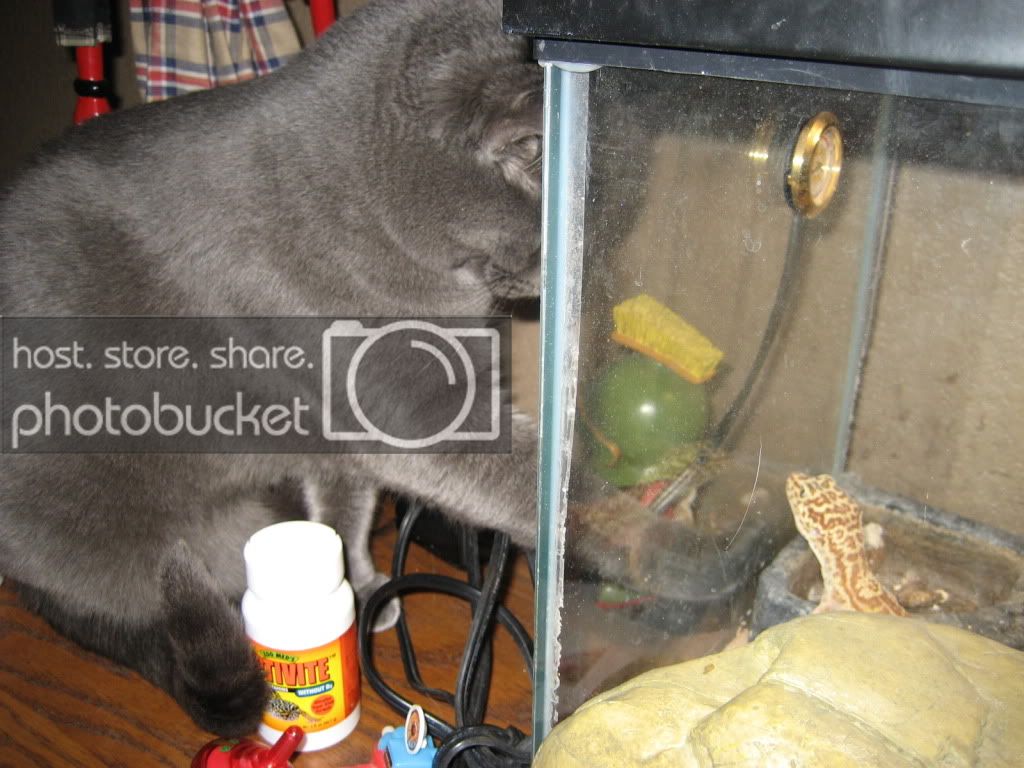 gecko001.jpg