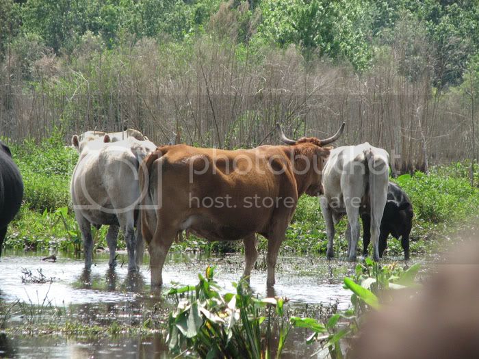 cowsngators.jpg