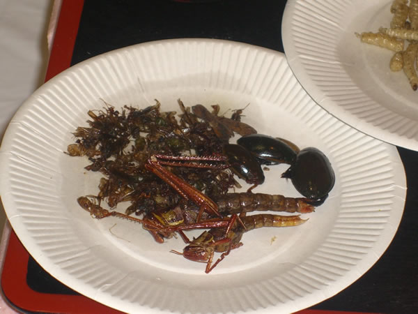 bug_food1_600.jpg