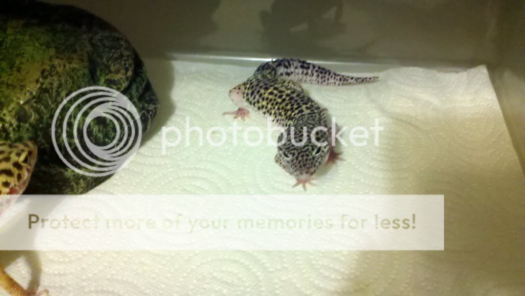 190566704_photobucket_26234_.jpg