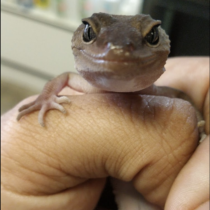 geckotime.com