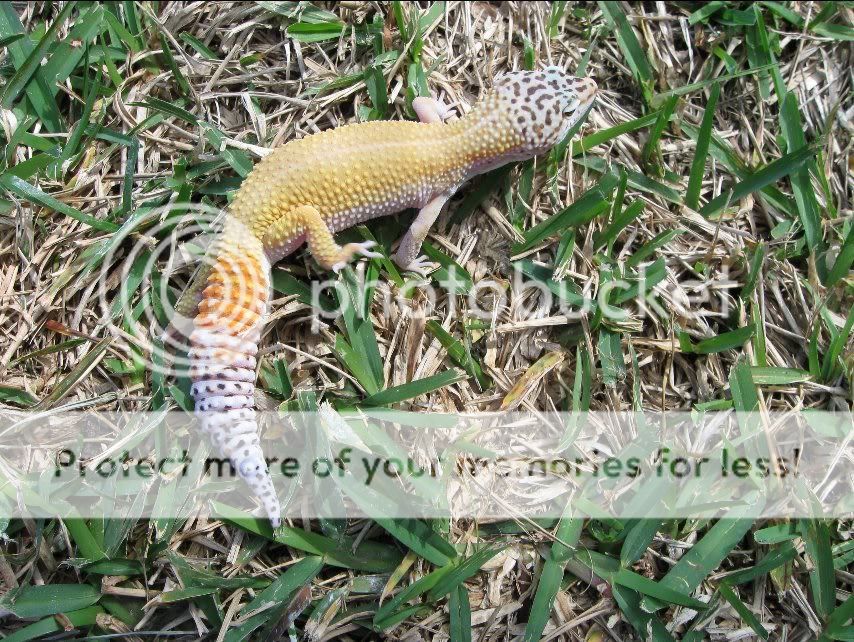 Leopardgeckos354-1.jpg