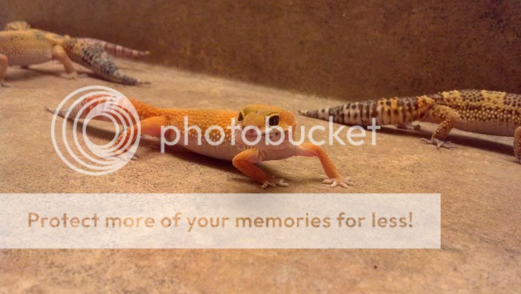ResizedImage_1354410189616.jpg