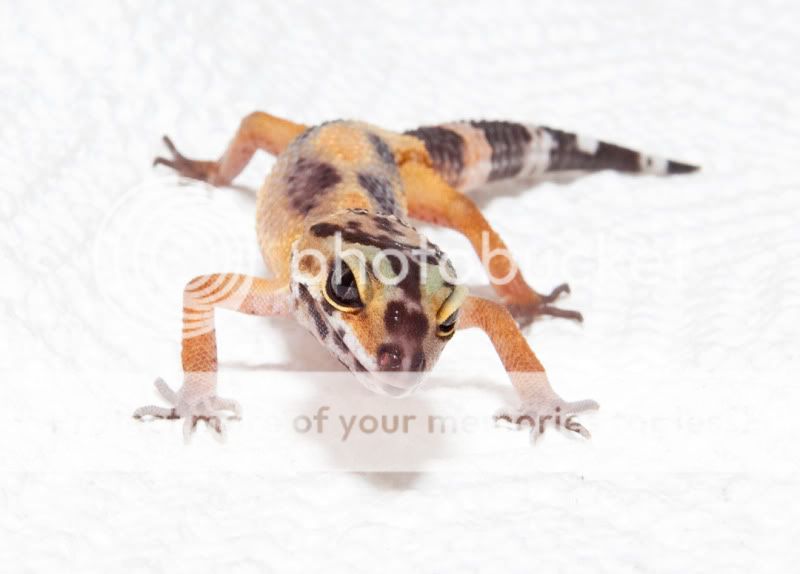 lizard_7.jpg