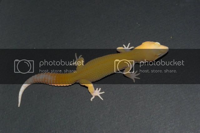 geckos0030021.jpg