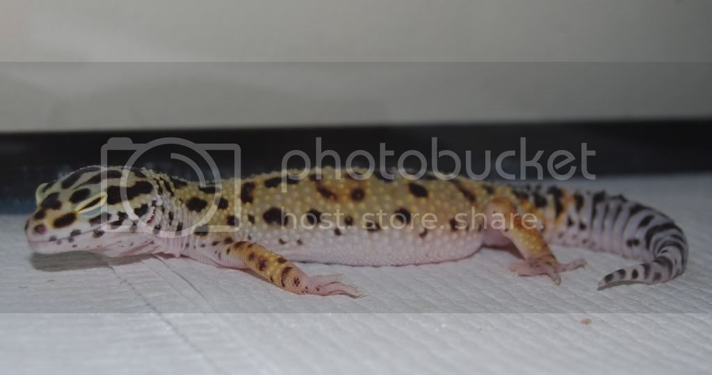 loungelizard009.jpg