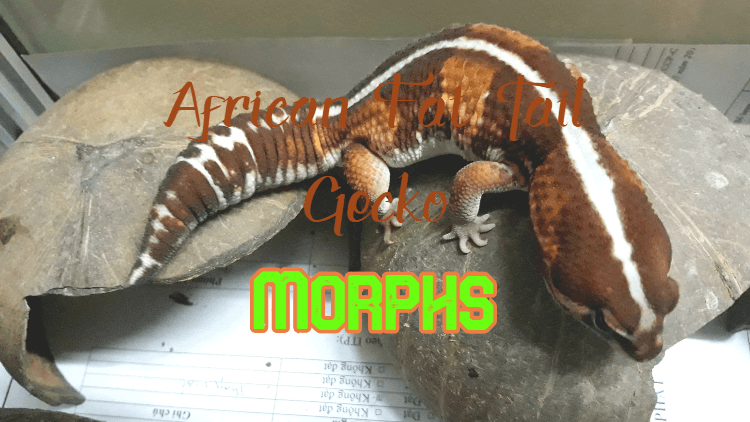 thepetenthusiast.com