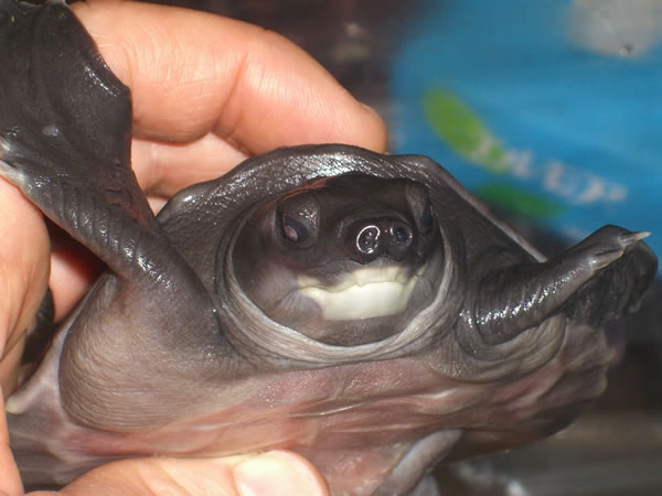 caretochelys_in_hand_600.jpg