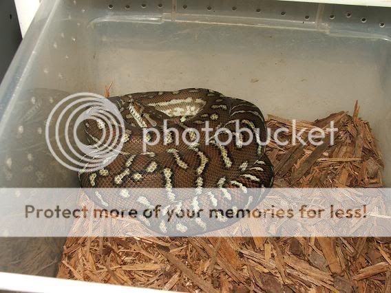 bredli.jpg