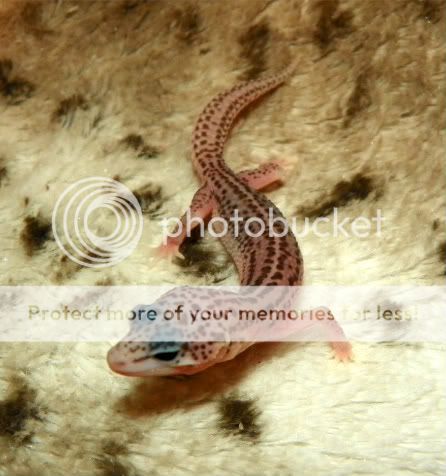 EasterGeckos089.jpg