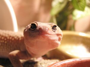 geckotime.com