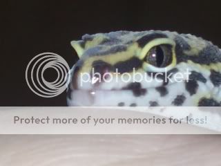 geckos1004.jpg