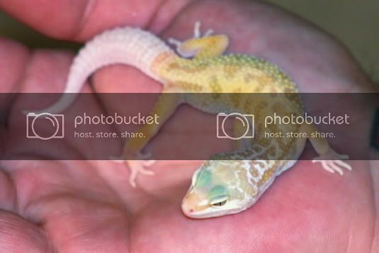 NathanGeckos11_15_06007s.jpg