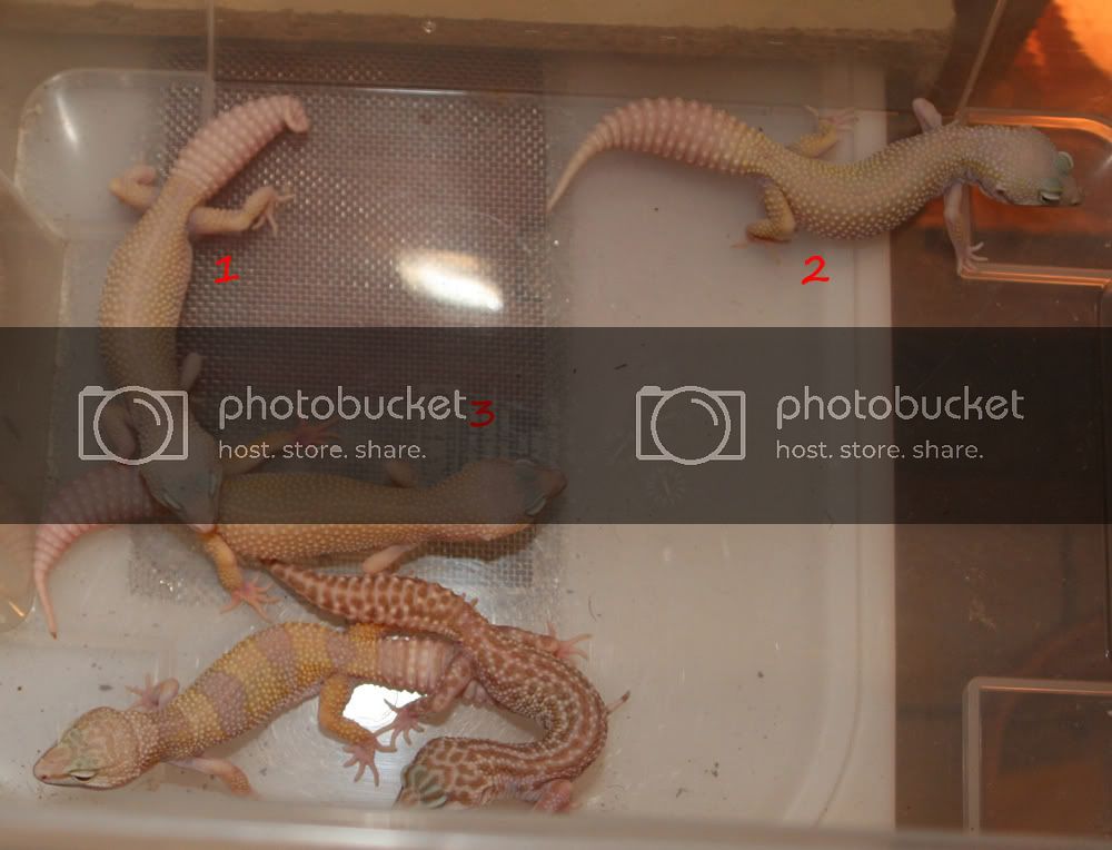 010-guessTHEgecko-001.jpg