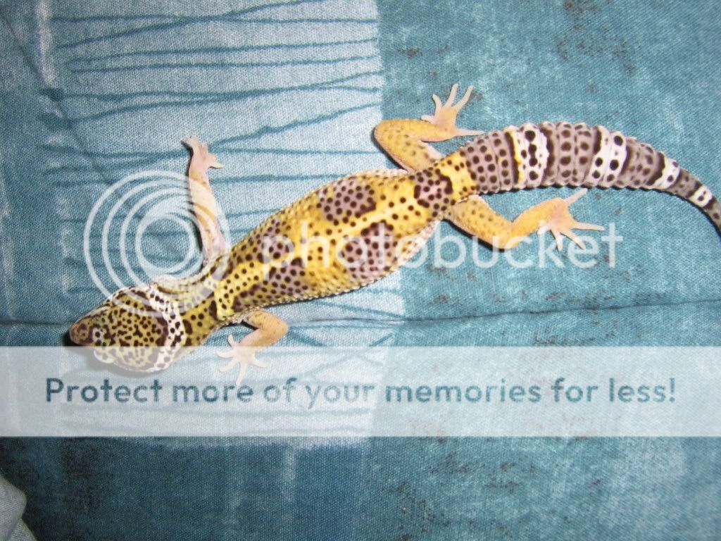 Geckos129.jpg