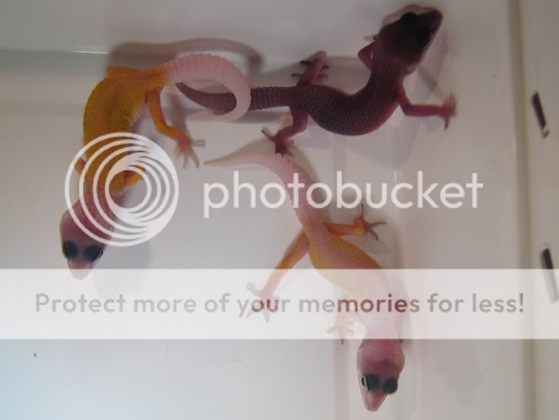 03-07-09-0903010005.jpg