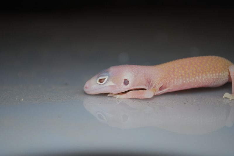 geckos055lu4.jpg