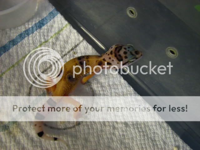 madiandgeckos022.jpg