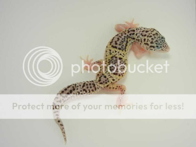 GeckosMay2011118.jpg