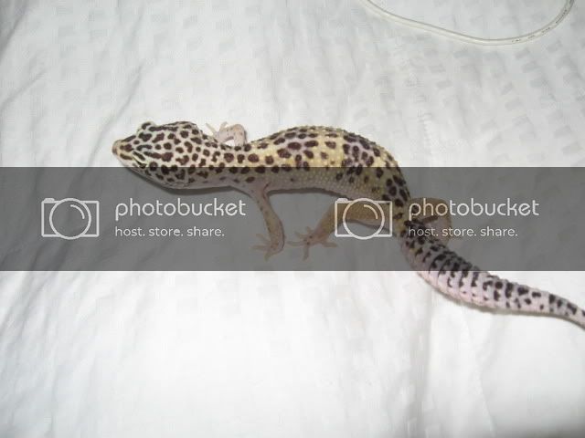 Geckos004.jpg